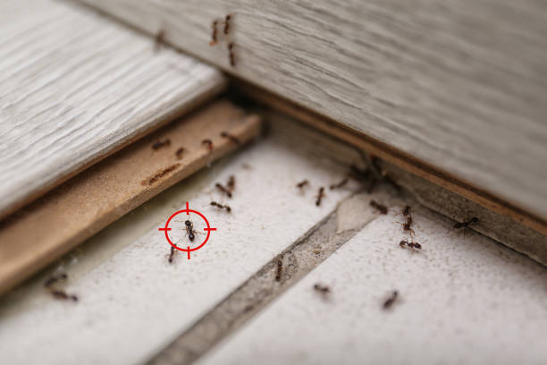 Best Termite Control Services  in Palisades Park, NJ